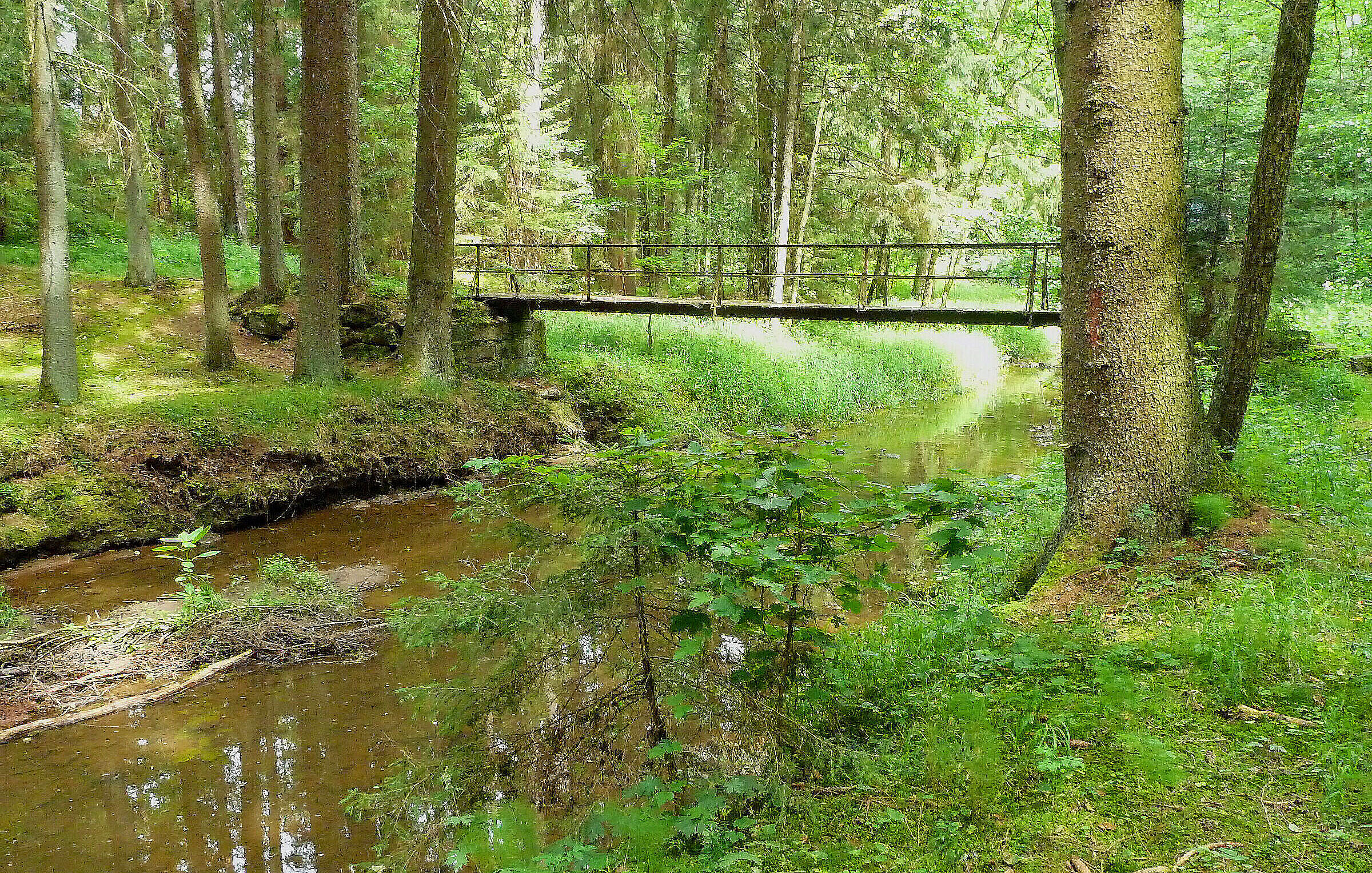 Eine Fußgängerbrücke führt im Wald über den Rotmain: Der Wasserstand des Flüsschens ist nur eine Handbreit hoch. (Foto: Winfried Berner) Eine Fußgängerbrücke führt im Wald über den Rotmain: Der Wasserstand des Flüsschens ist nur eine Handbreit hoch. (Foto: Winfried Berner)