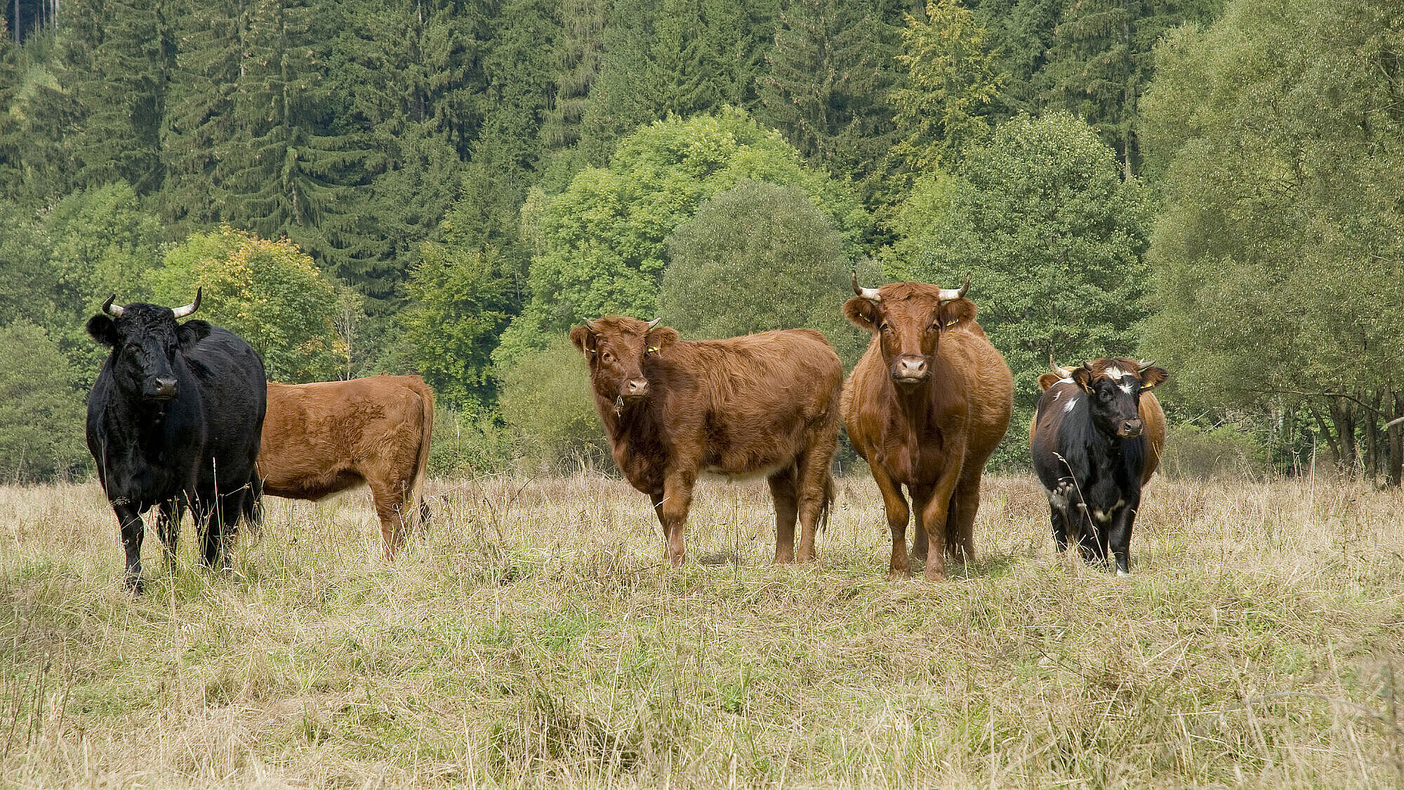 Weiderinder Frankenwald (Foto: Thomas Stephan)