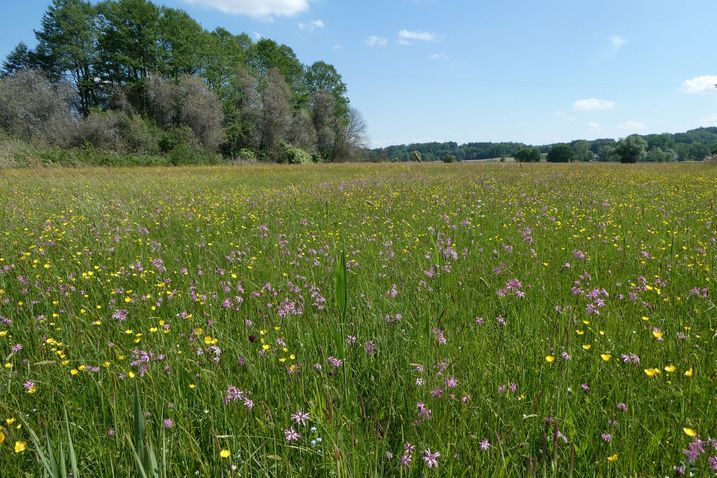 Siegerwiese Seit zehn Jahren prämiert der BUND Naturschutz besonders artenreiche Wiesen wie diese hier im Landkreis Kelheim (Foto: Inge Steidl).