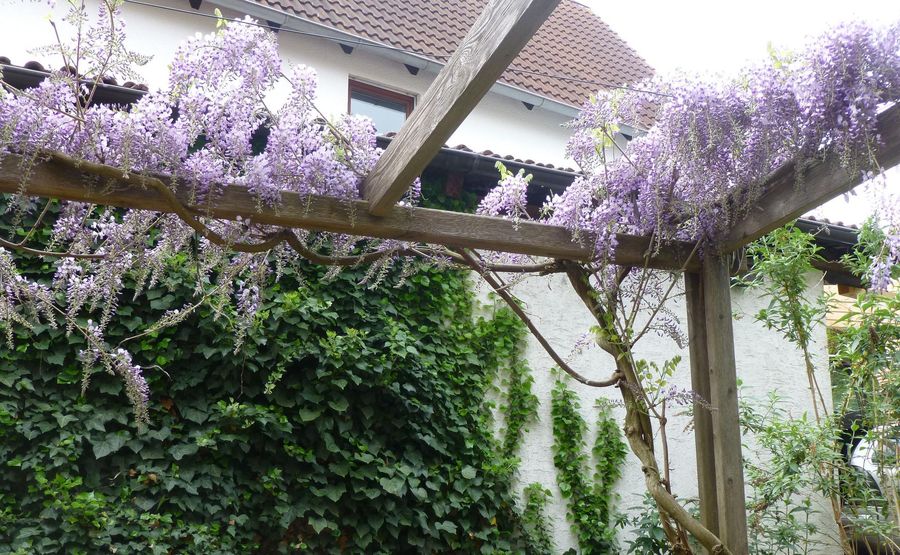 BioPflanzen für Balkon und Garten BUND Naturschutz