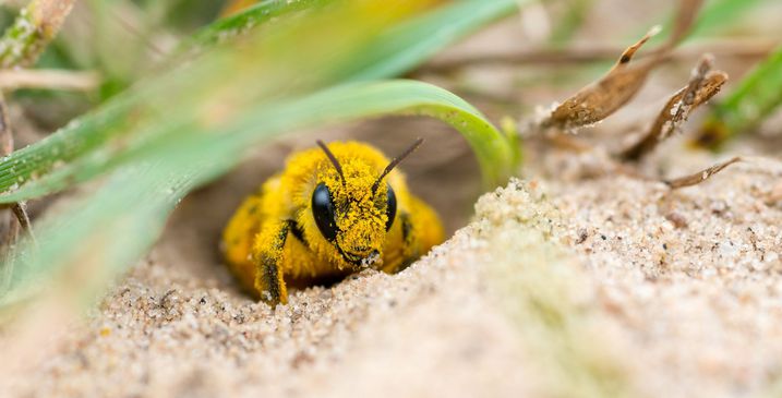Wildbiene voller Pollen (Foto: Carola Vahldiek/AdobeStock)
