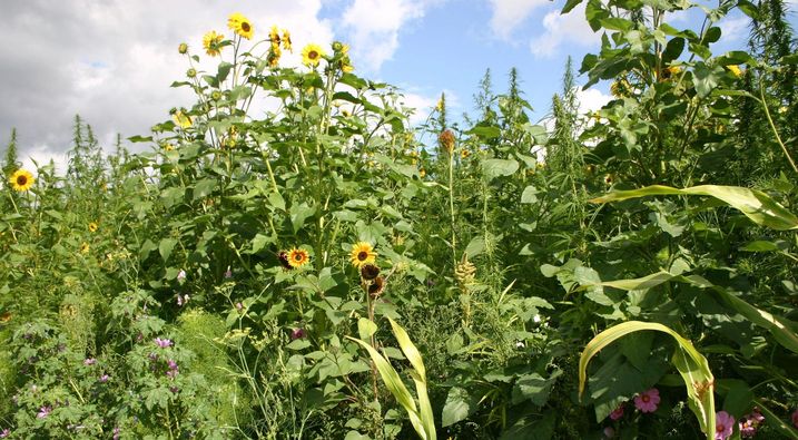 Hier summt’s und brummt’s: Im Landkreis Rhön-Grabfeld führt der BN zusammen mit dem BBV ein Modellprojekt für Blühflächenmischungen statt Mais-Monokultur durch (Foto: BN).