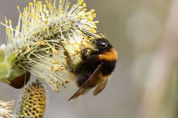Gartenhummel an einer Weidenblüte; Foto: Jann Wübbenhorst
