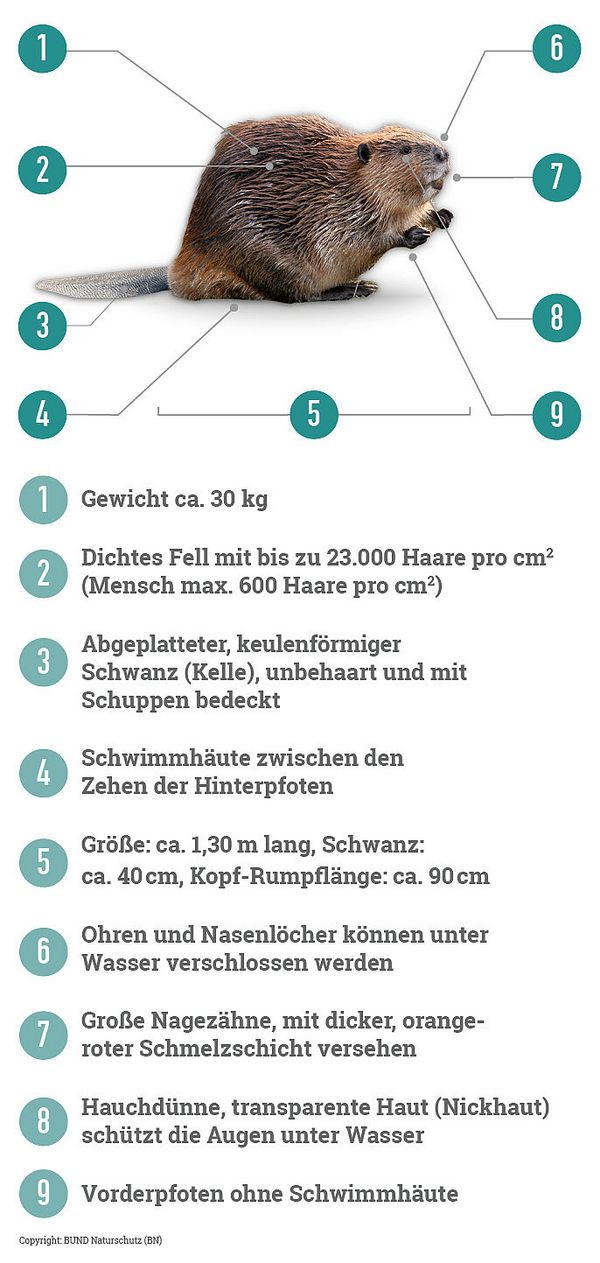 Copyright: BUND Naturschutz (BN)