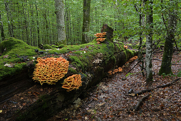 Foto: Thomas/stock.adobe.com