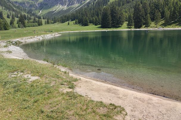 Projekt Amphilink – Speicherteiche werden von Amphibien in großer Zahl genutzt, hier: Erdkrötenkaulquappen (Bild: Katharina Mikschl)