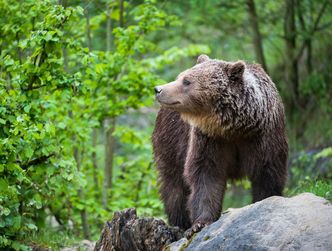 Europäischer Braunbär (Foto: Peter Wey - stock.adobe.com) Ein ins Profil gewendeter Braunbär steht auf einem Felsvorsprung im Wald