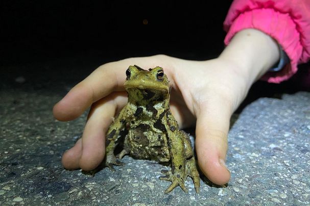Kröte und Hand