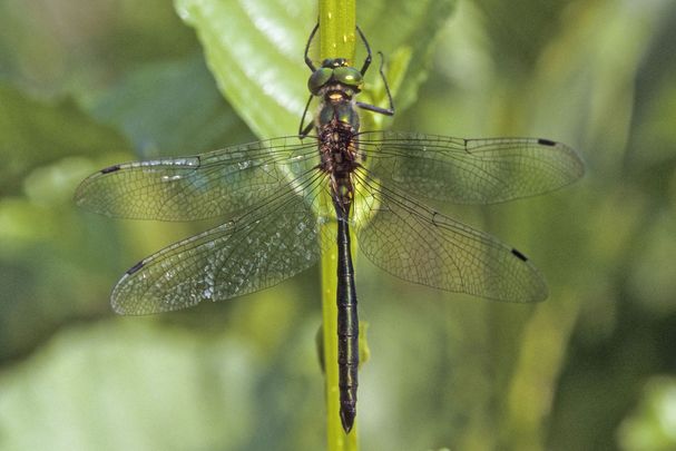 Männchen der Glänzenden Smaragdlibelle (Foto: Frank Hecker) Eine männliche Glänzende Smaragdlibelle (Somatochlora metallica)