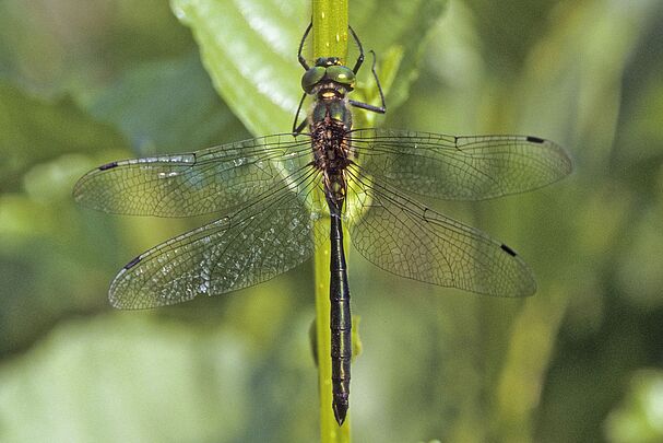 Eine männliche Glänzende Smaragdlibelle (Somatochlora metallica)