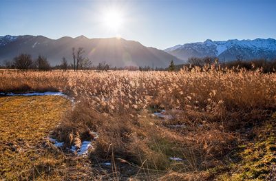 Getreidefeld in Murnauer Moorlandschaft im Gegenlicht