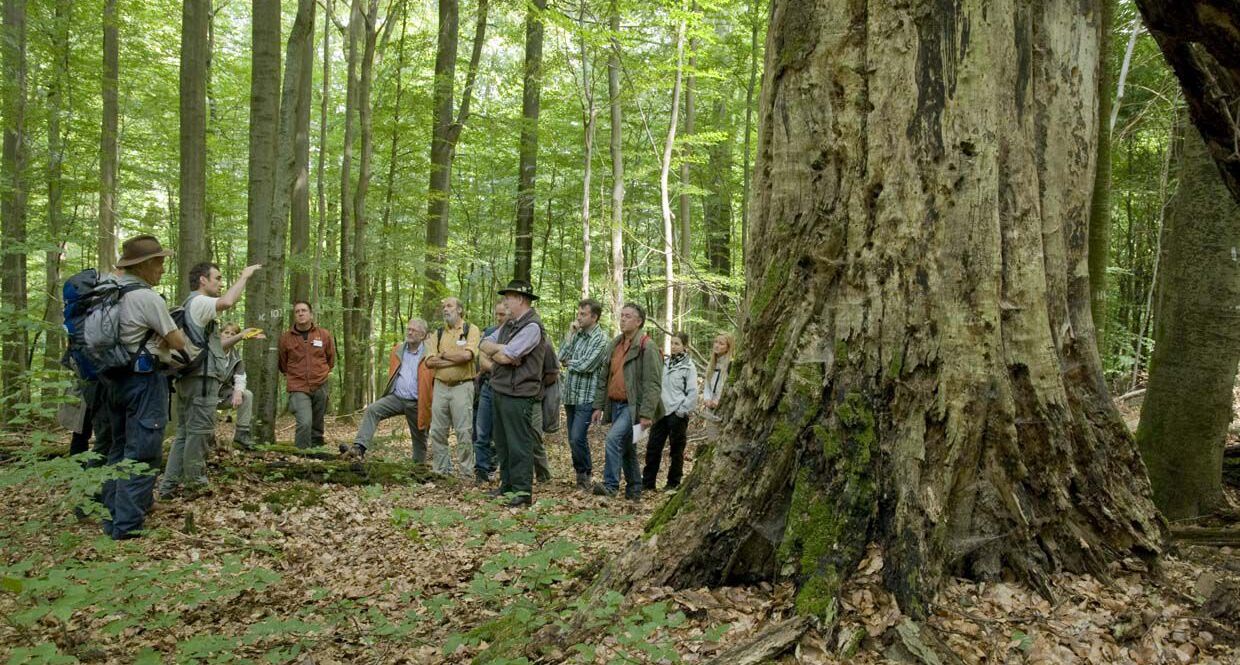 Besucher bestaunen einen alten Baumriesen im Steigerwald