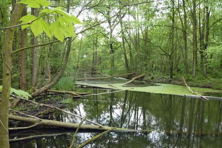 Wild und wertvoll: Schutz der Lebensräume ist Schutz für den Biber.