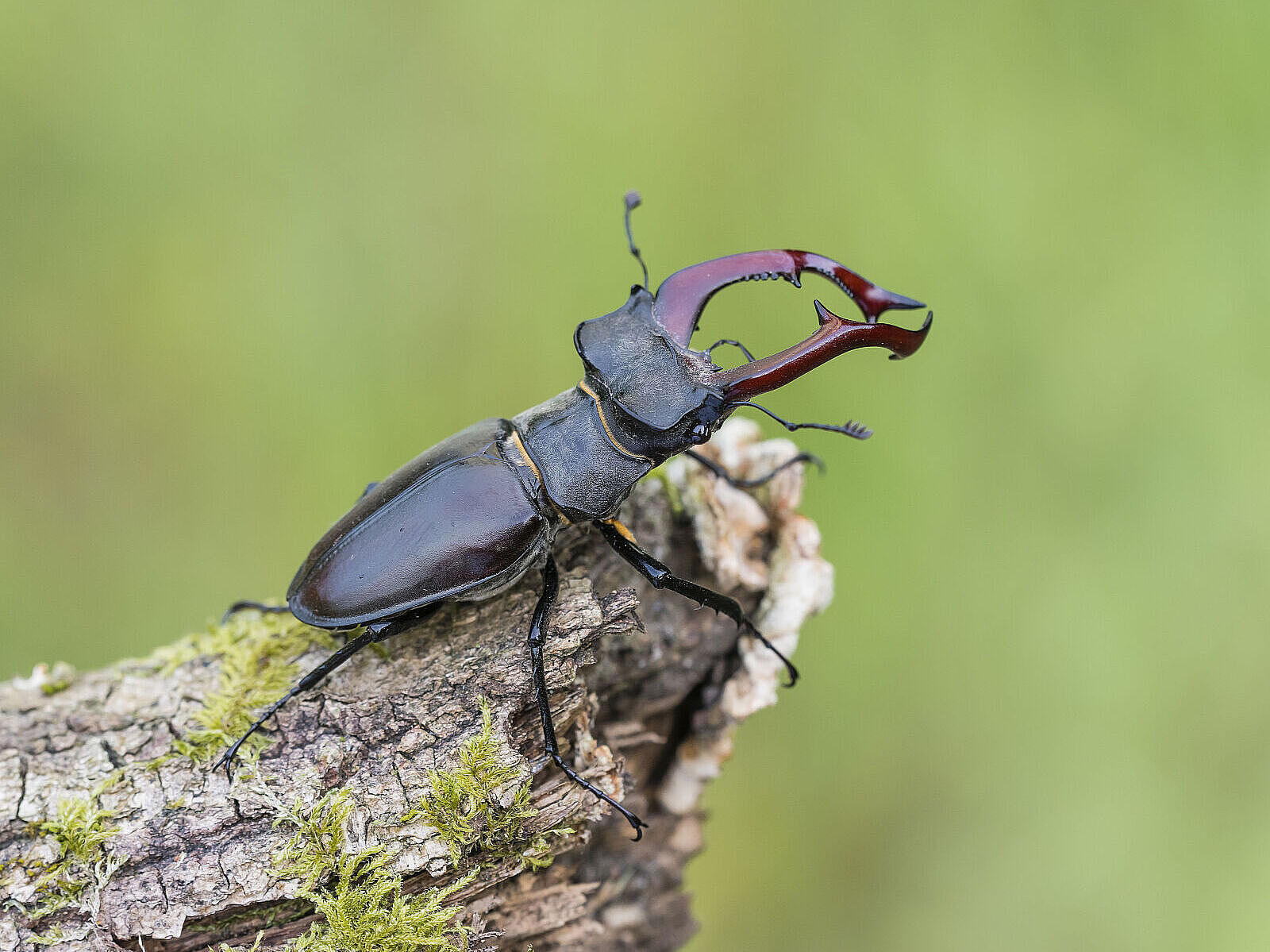 Männlicher Hirschkäfer