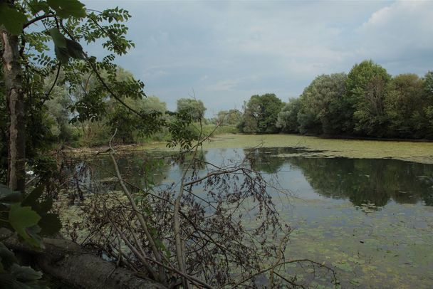 Altwasser mit baumbestandenen Ufern. Fluss und Aue sind ein bedrohtes Öksystem. (Foto: Wolfgang Willner)