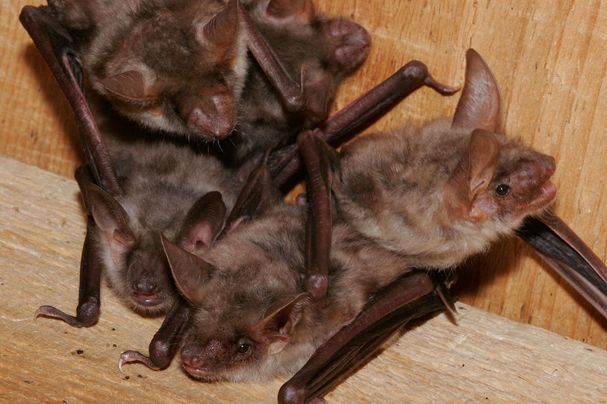 Großes Mausohr, Foto Wolfgang Willner