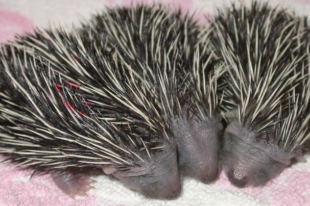 Igelbabys in unserer Igelstation Retzbach, Foto Reinhard Fritz