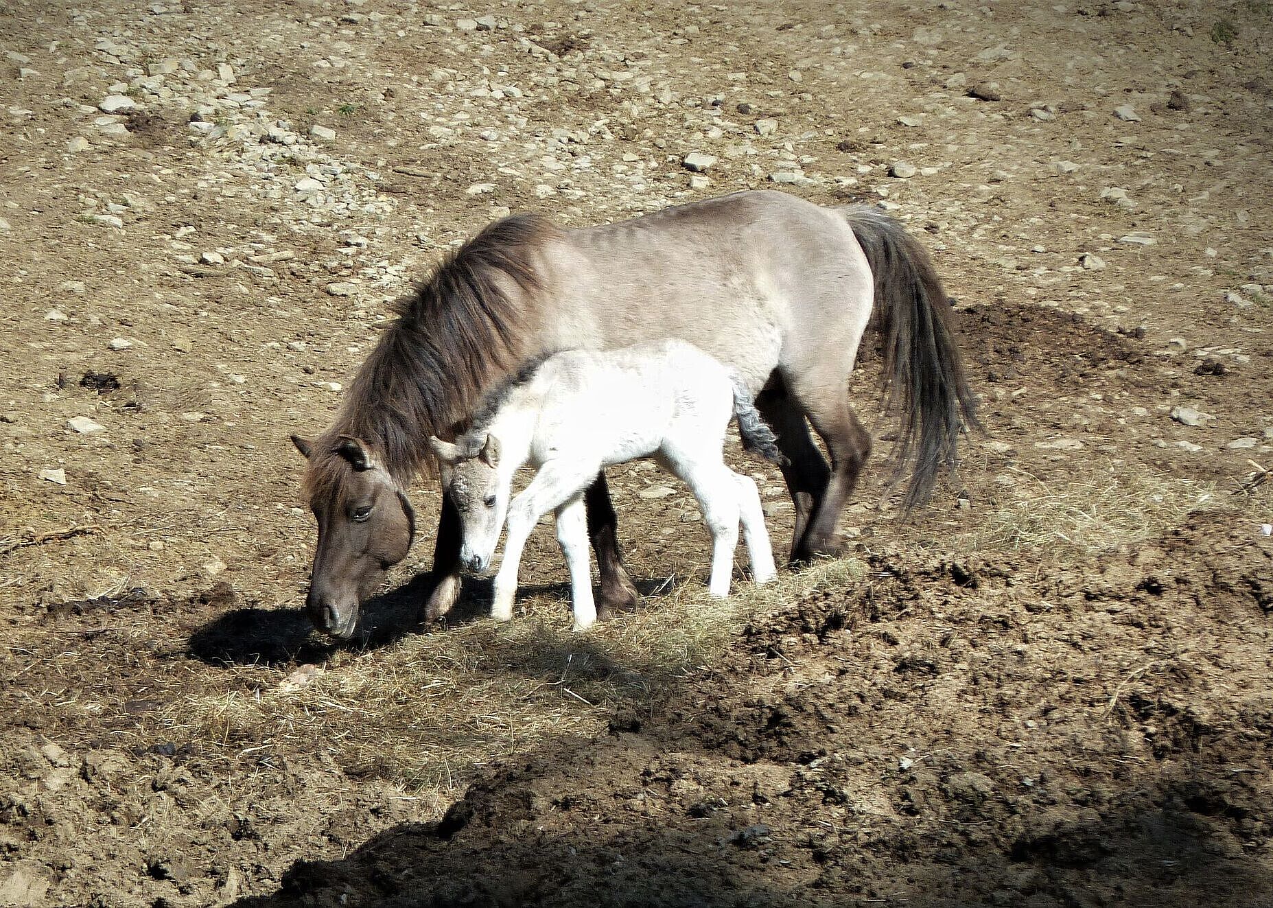 Konik-Wildpferde am Brönnhof (Foto: Winfried Berner)