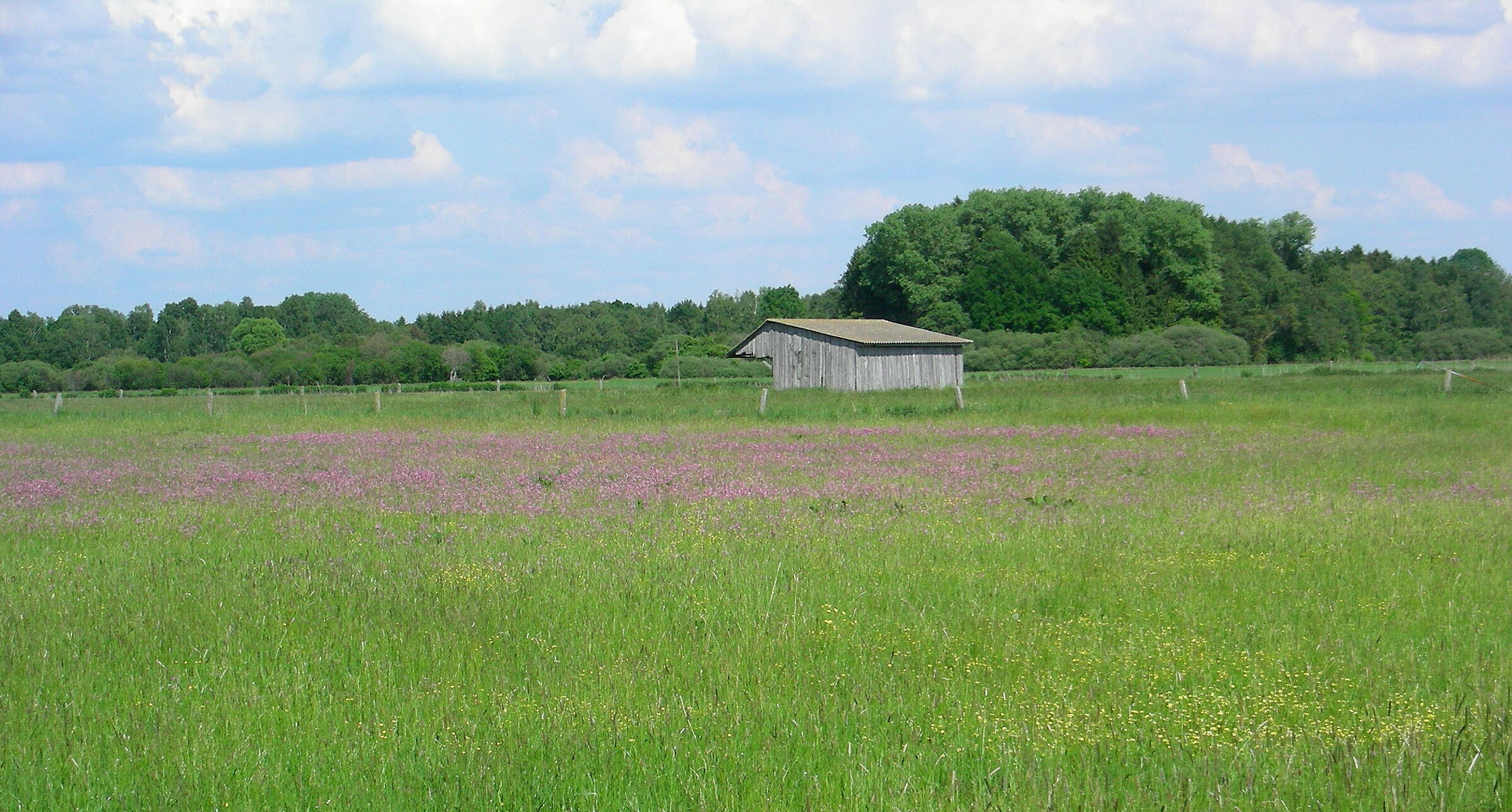 Grünland auf Niedermoor im Freisinger Moos (Foto: Inge Steidl) Landwirtschaft und Klimawandel: Eine Wiese mit vielen Wildblumen vor einem Stadel und Bäumen im Hintergrund