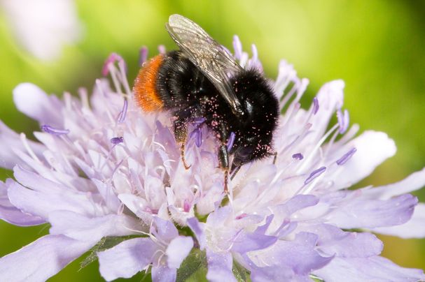 Steinhummel, Foto: Johannes Selmansberger