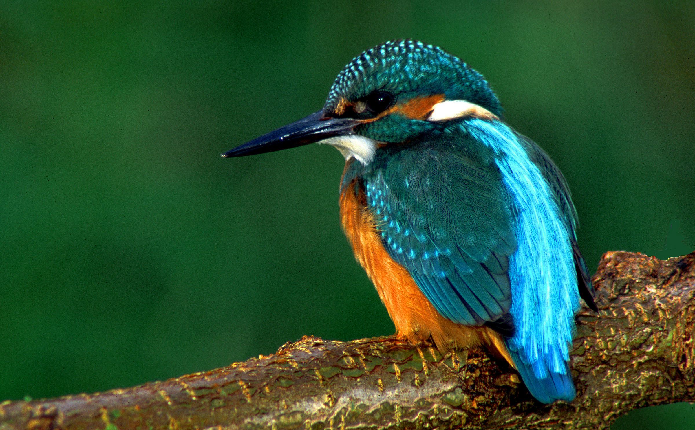 Eisvogel sitzt auf Ast