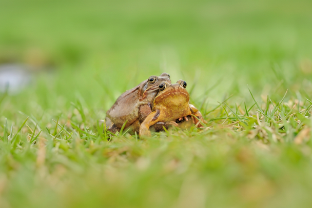 Zwei Grasfrösche halten sich umklammert (Foto: Dirk/stock.adobe.com)