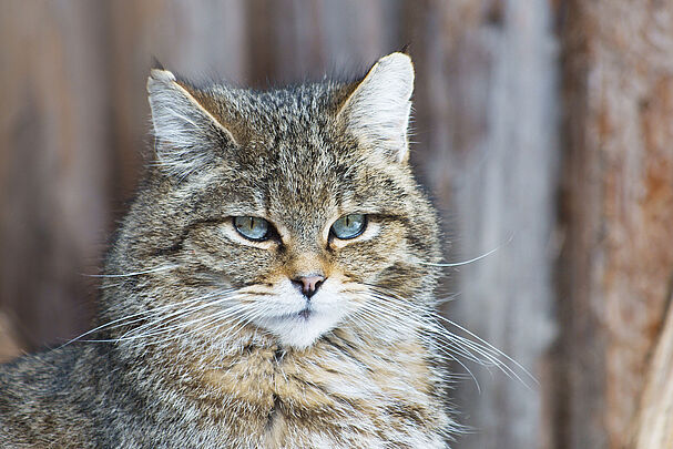 Bedrohte Säugetiere in Bayern: Wildkatze