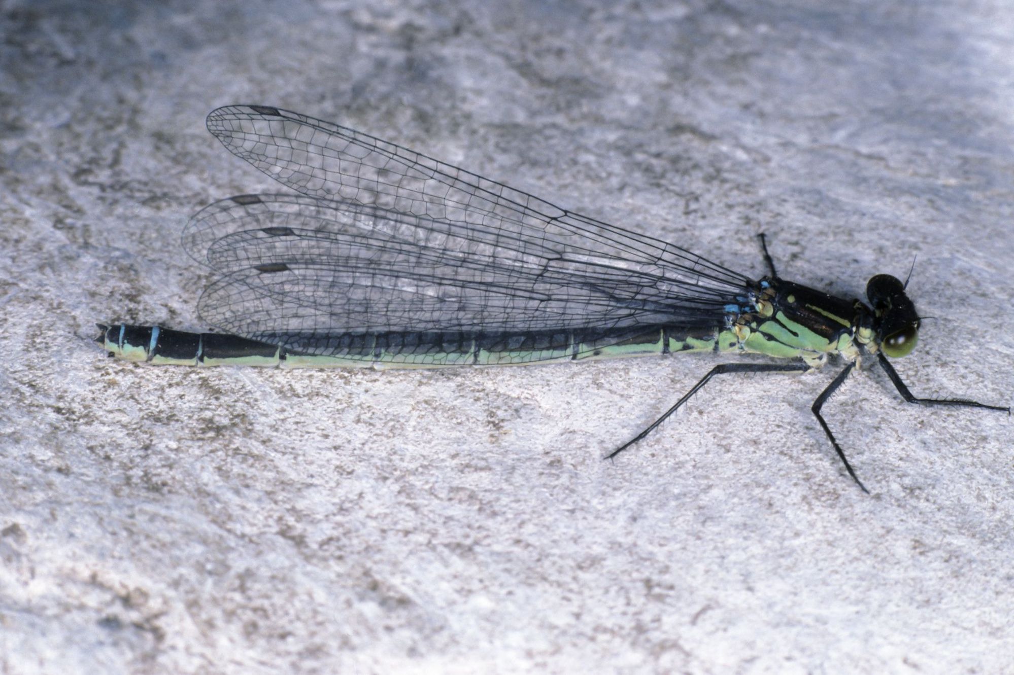 Ein weibliches Großes Granatauge (Erythromma najas)
