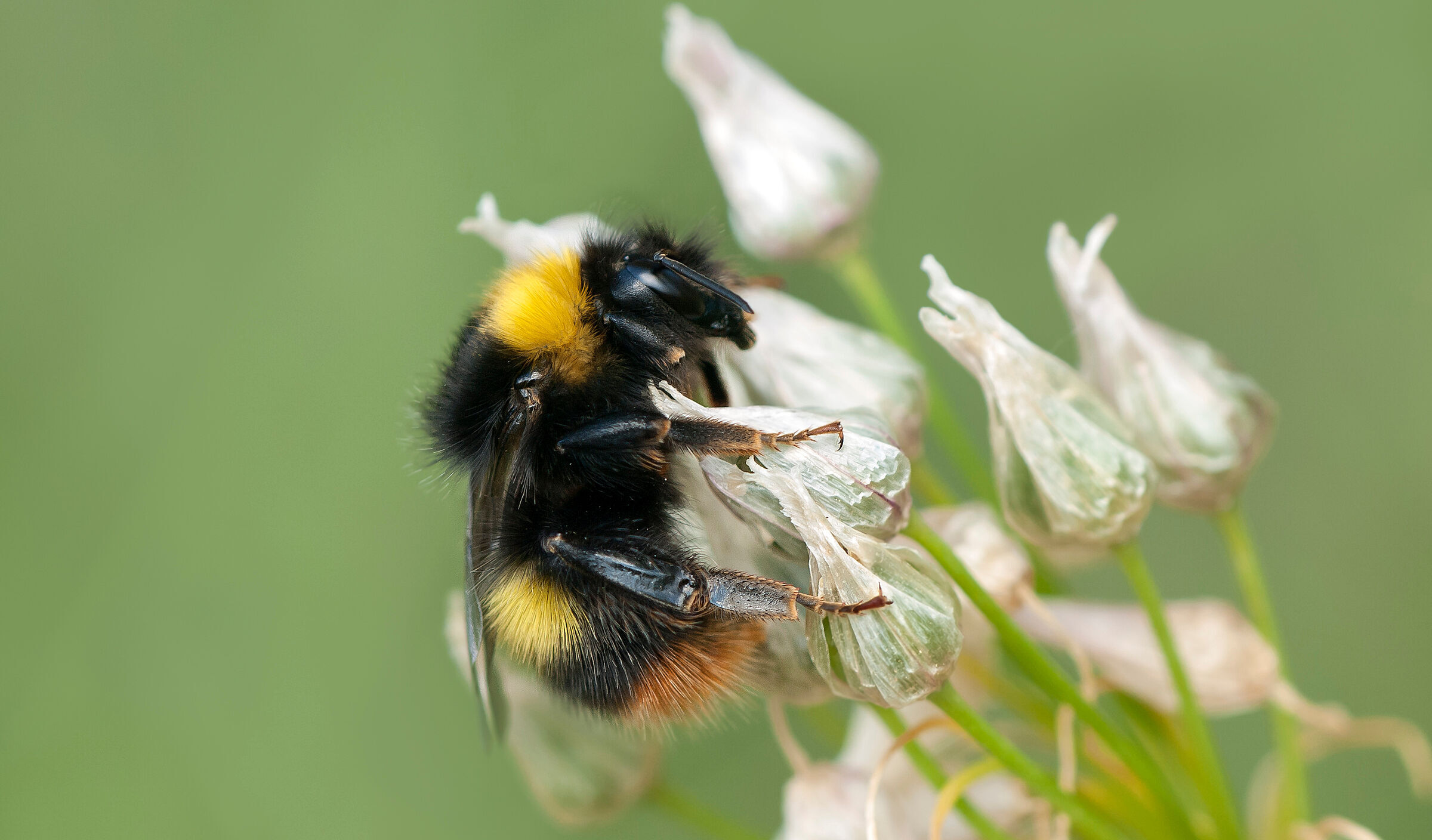 Wiesenhummel (Foto: Mario Magnato/stock.adobe.com)