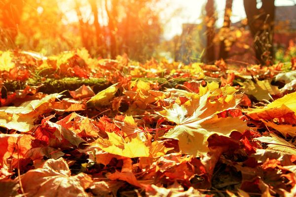 Laub dient als Humus und Dünger und schützt den Boden. (Foto: Thaut Images/stock.adobe.com) Nahaufnahme von gelbem Laub am Boden in goldenem Herbstlicht.