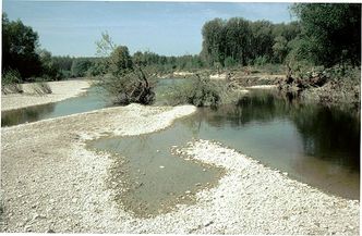 Austrocknendes Gewässer: Mögliches Laichgebiet der Wechselkröte (Foto: Ulrich Messlinger) Kiesbänke in einem austrocknenden Gewässer, teils noch wasserbedeckt, teils bereits trockengefallen, sind mögliches Laichgebiet der Wechselkröte.