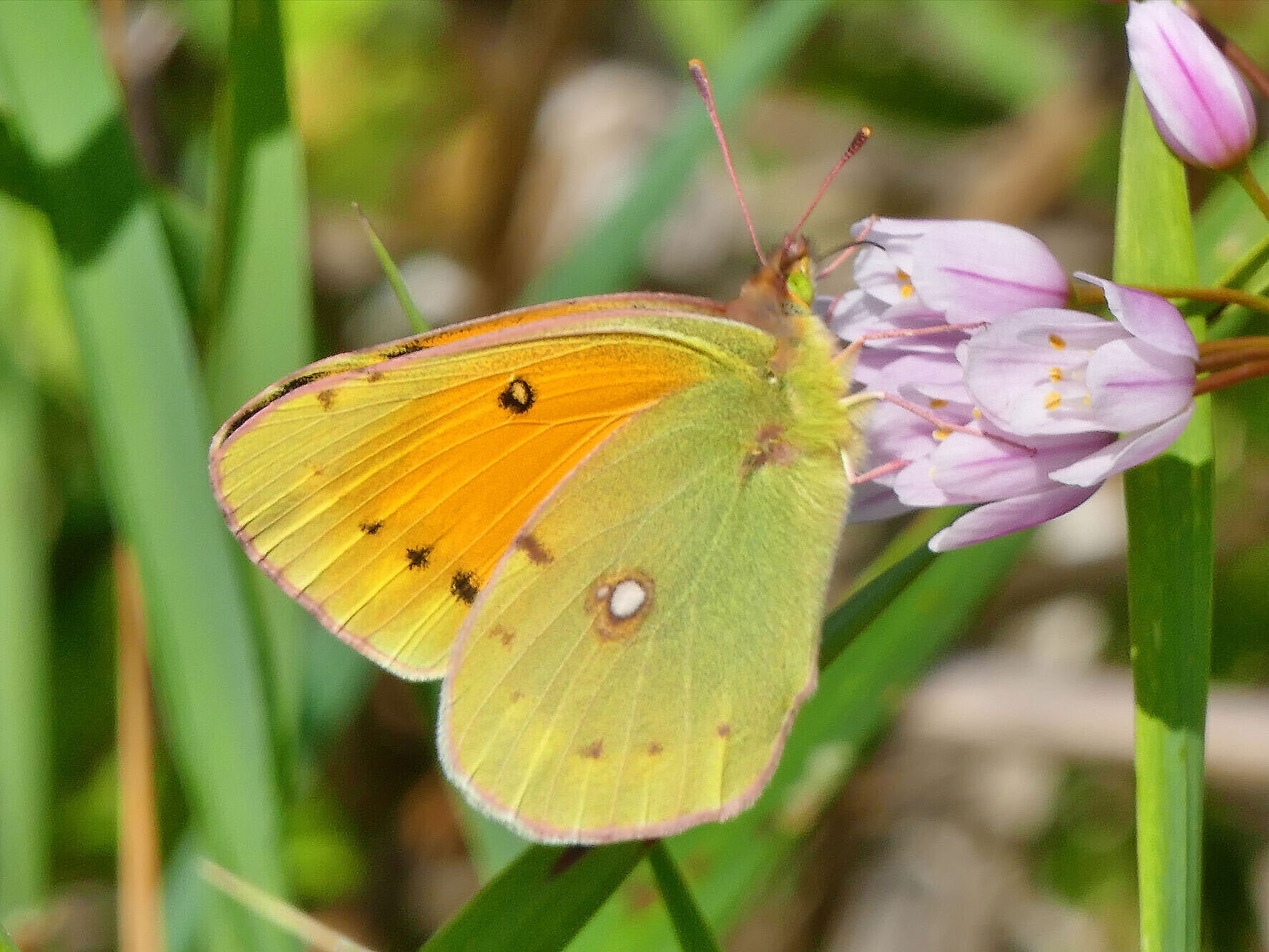 Postillon auf Blüte