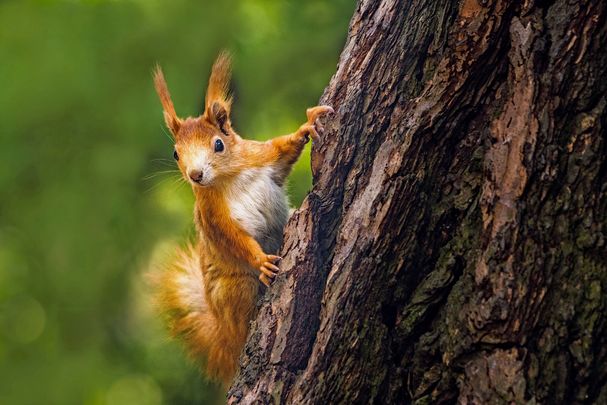 Foto: janstria/stock.adobe.com)