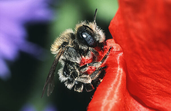 Eine schwarze, dicht behaarte Mohnbiene landet auf einer Mohnblüte. (Foto: Roland Günter)