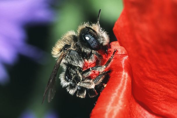 Eine schwarze, dicht behaarte Mohnbiene landet auf einer Mohnblüte. (Foto: Roland Günter)
