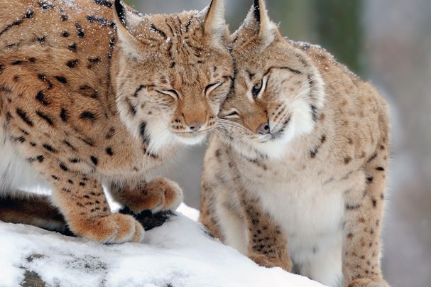 Zwei Luchse im Schnee reiben ihre Köpfe aneinander. (Foto: byrdyak/stock.adobe)