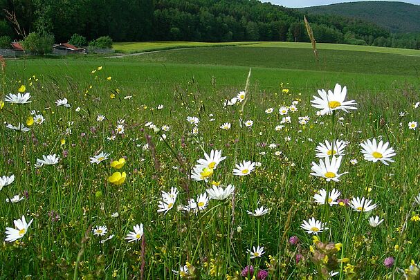 Blühende Blumenwiese in der Rhön (Foto: Inge Steidl)