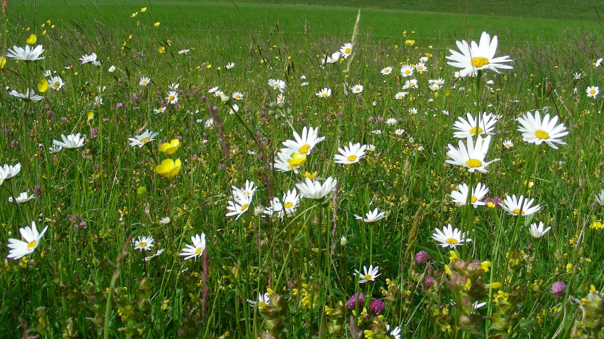 Wiesen und Weiden in Bayern – hier artenreiches Grünland mit Margeriten im Odenwald