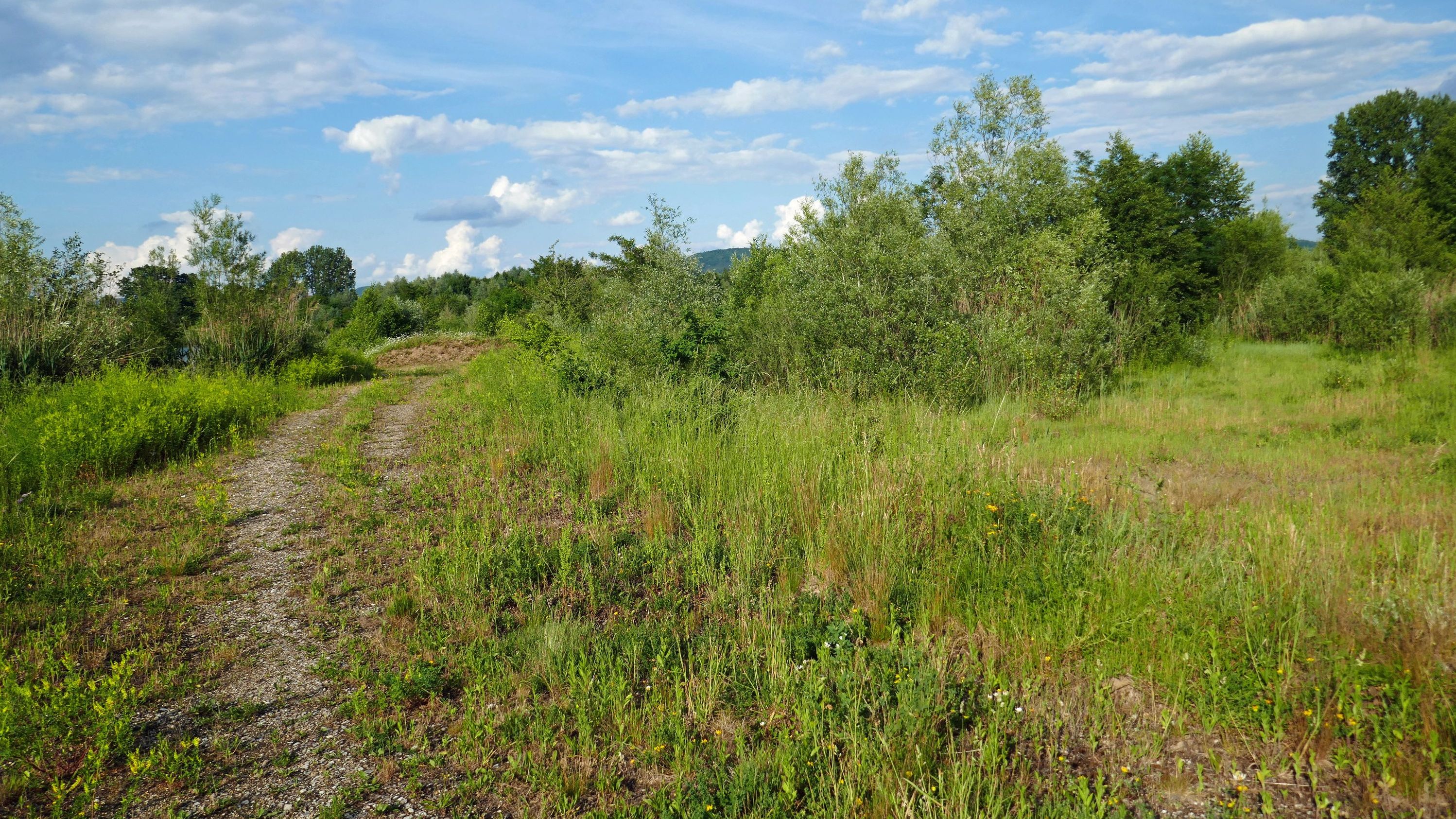 Halboffene Bereiche mit Magerrasen verleihen der Landschaft einen besonderen Charakter. Zudem bieten sie über 1.600 Tier- und Pflanzenarten einen Lebensraum. (Foto: Winfried Berner) Auenlandschaft Büg bei Eggolsheim: halboffene Landschaft mit Wiesen und Büschen