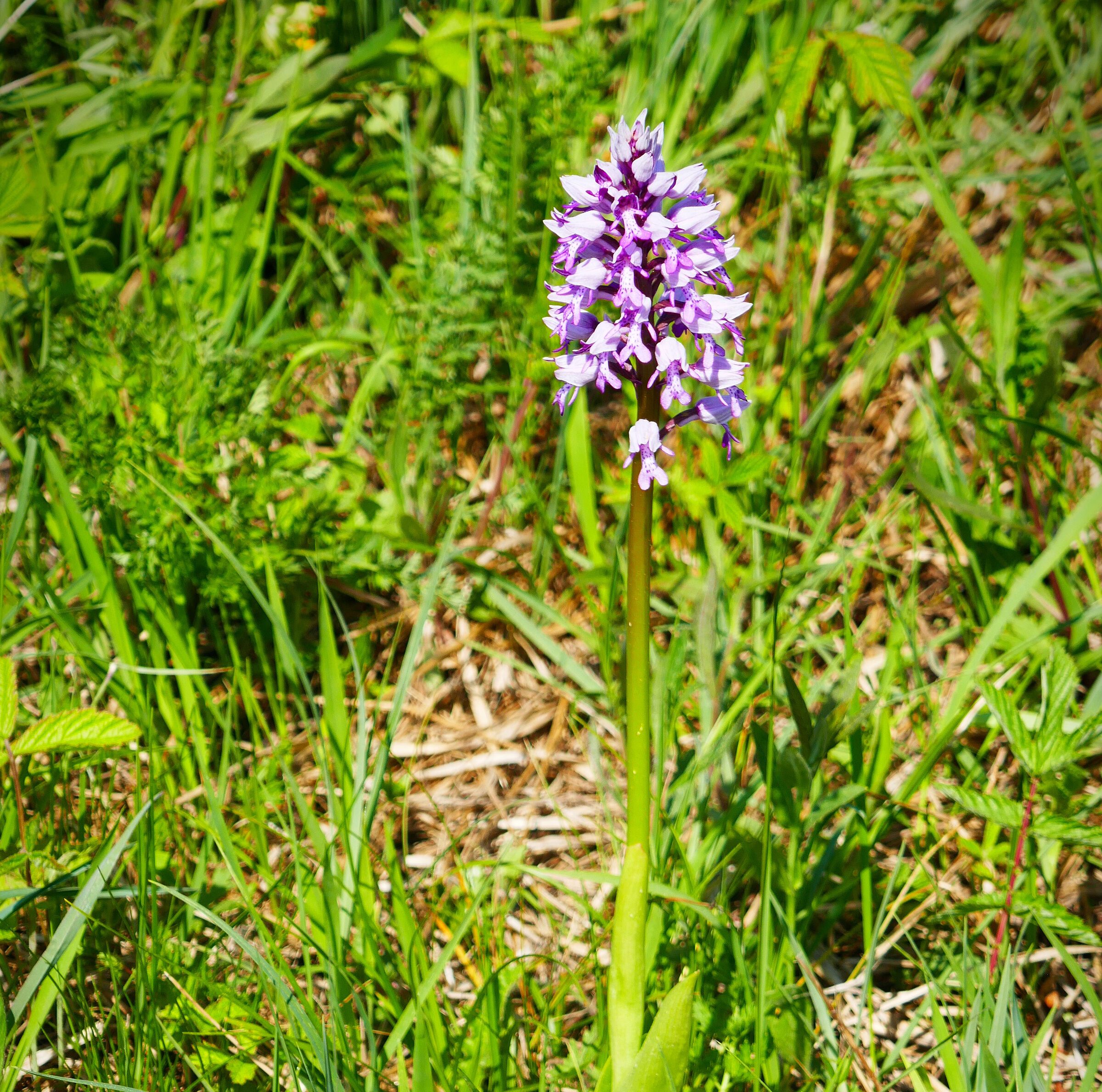 Helm-Knabenkraut: Im Mainbogen bei Schwebheim finden sich geschützte Orchideen. (Foto: Winfried Berner)