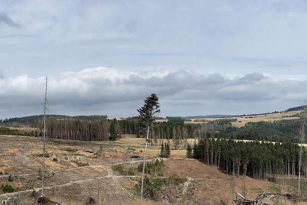 Abgestorbene braune Waldflächen im Frankenwald (Foto: W. Pfoertsch)