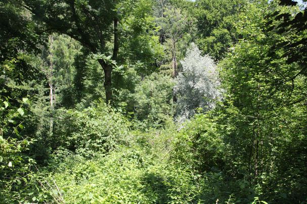 Blick in den Auwald der ein Urwald ist