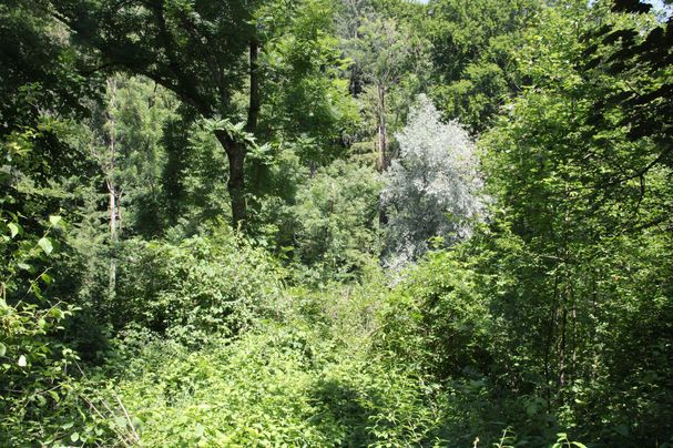 Blick in den Auwald der ein Urwald ist