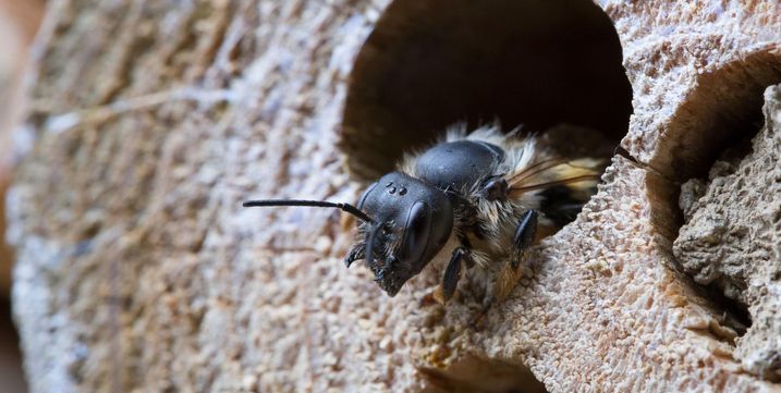 Mauerbiene in Nisthilfe (Foto: fcerez/AdobeStock)