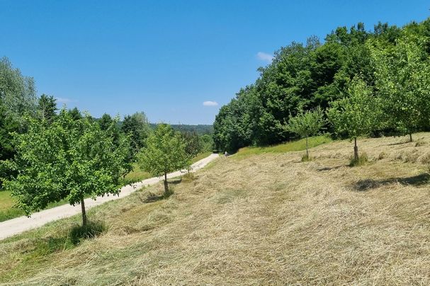 Streuobstwiese bei Wolpertstetten, Foto Thomas Hefele