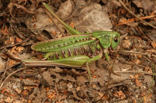 Warzenbeißer-Weibchen in Kornburg