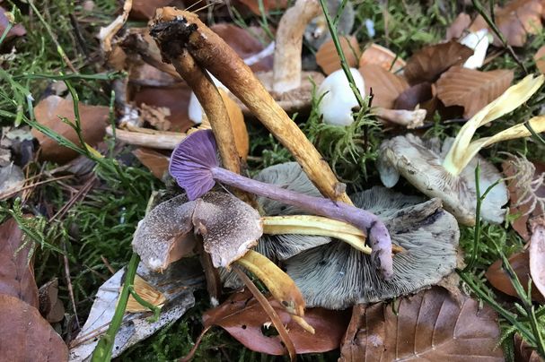 Pilze