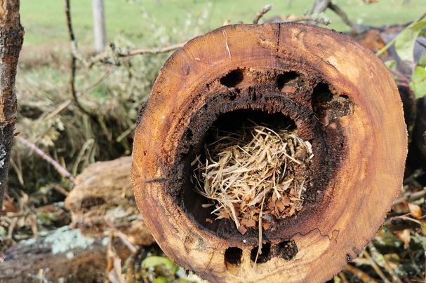 Baum als Lebensraum