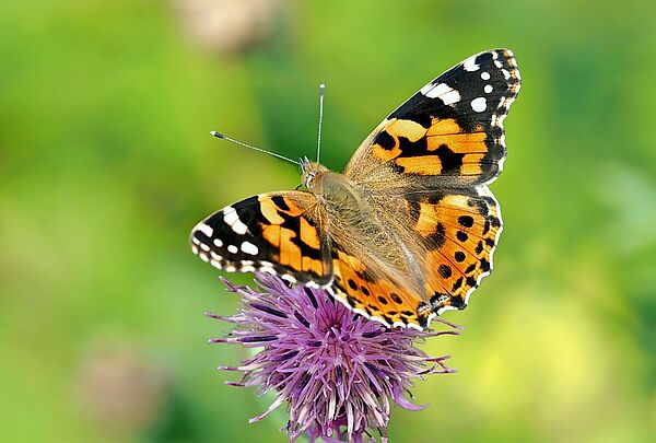 Insekten sind für das Bestäuben von Pflanzen unersetzlich. Ohne die Insekten gibt es kein Obst und Gemüse (im Bild: Distelfalter, Foto: painted lady/pixabay).