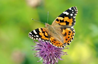 Insekten sind für das Bestäuben von Pflanzen unersetzlich. Ohne die Insekten gibt es kein Obst und Gemüse (im Bild: Distelfalter, Foto: painted lady/pixabay).